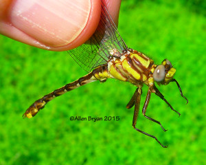 Doro-lateral view of general male Cocoa Clubtail