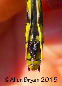 Green-faced Clubtail (female)- sub-genital plate