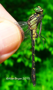 Male Green-faced Clubtail (Gomphus viridifrons)
