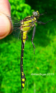 Male Splendid Clubtail (Gomphus lineatifrons)