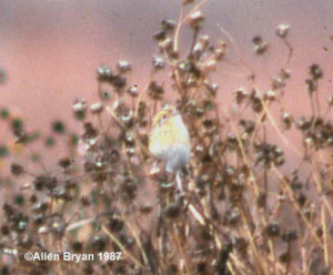 LeConte's Sparrow