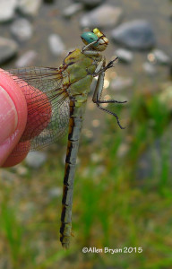 Pale Snaketail- Female- Montana