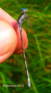 Spotted Spreadwing, Male, from Montana