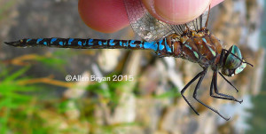 Variable Darner