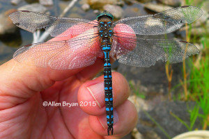 Variable Darner