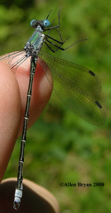 Amber-winged Spreadwing (male)