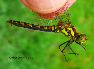Black Meadowhawk, female, lateral view