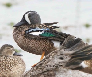 Blue-winged Teal in Texas