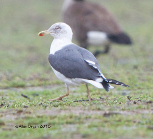 Lesser Black-backed Gull, transitional plumage (basic to alternate); mid March
