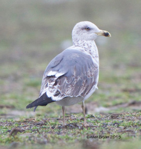 Lesser Black-backed Gull, 3rd cycle