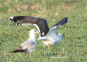 Lesser Black-backed Gull- alternate plumage