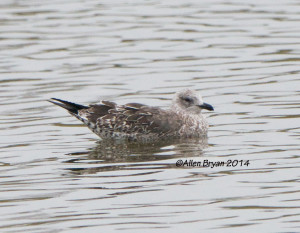 Lesser Black-backed Gull, 1st cycle