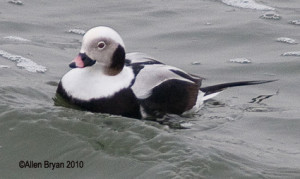 Long-tailed Duck (male basic plumage)
