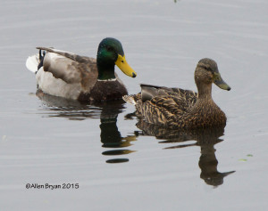Mallard (male and female)- alternate plumage on male nearing completion