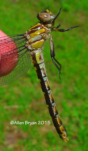St. Croix Snaketail, female , lateral view
