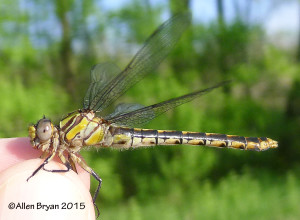 St. Croix Snaketail, female, lateral view