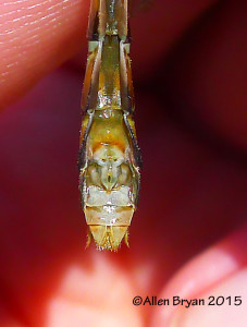 St. Croix Snaketail, female, sub-genital plate
