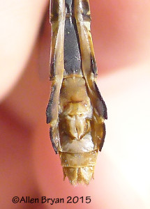 St. Croix Snaketail, female sub-genital plate (sub-adult)