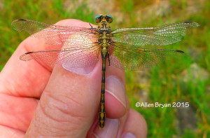 Pale Snaketail, male, dorsal view from Montana