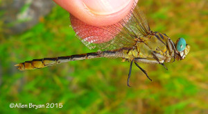 Pale Snaketail, male, lateral view from Montana