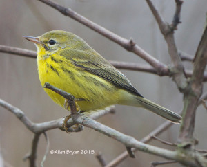 Prairie Warbler in the City of Hopewell, Va. on 11/29/15