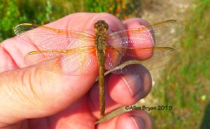 Saffron-winged Meadowhawk- female; from Glacier National Park in Montana