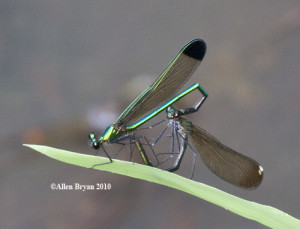 Sparkling Jewelwing; mated pair in wheel