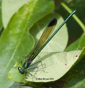 Sparkling Jewelwing; male