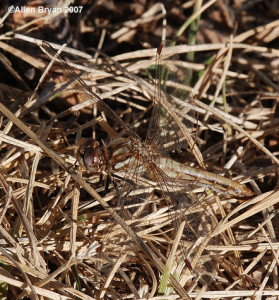 Striped Meadowhawk, female from Montana