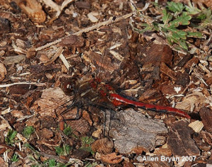 Striped Meadowhawk; male from Montana
