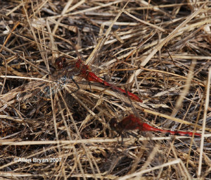 Striped Meadowhawk; male from Montana