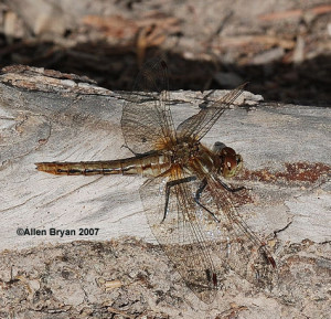 Striped Meadowhawk, female from Montana