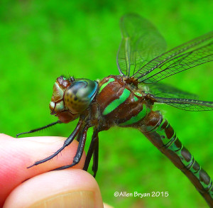 Swamp Darner, female, lateral thoracic view