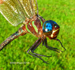 Swamp Darner, later season male; dorso-lateral thoracic view