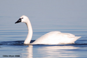 Tundra Swan (adult)