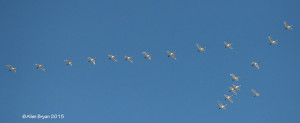 Some of Flock of Tundra Swans over Hopewell, Virginia