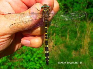 Twin-spotted Spiketail, male, dorsal view