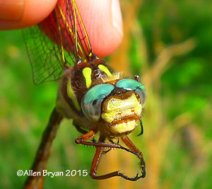 Twin-spotted Spiketail, male, head on view