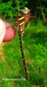 Twin-spotted Spiketail, male, lateral view