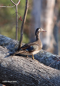 Wood Duck (female)