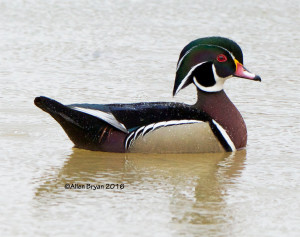 Wood Duck- male