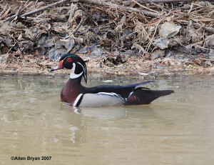 Wood Duck (male)