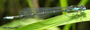 Aurora Damsel, male; lateral view