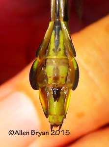Blackwater Clubtail- female; subgenital plate