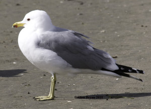 California Gull- alternate plumage