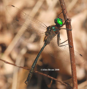 Clamp-tipped Emerald-  male