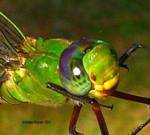 Head and thorax latero-thoracic view Comet Darner female
