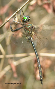 Fine-lined Emerald- male