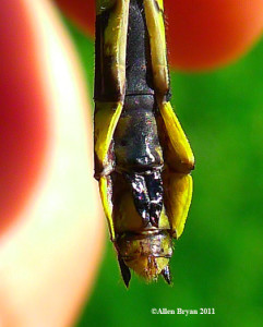 Green-faced Clubtail- female