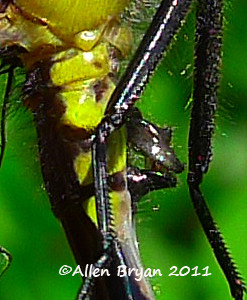 Green-faced Clubtail- male